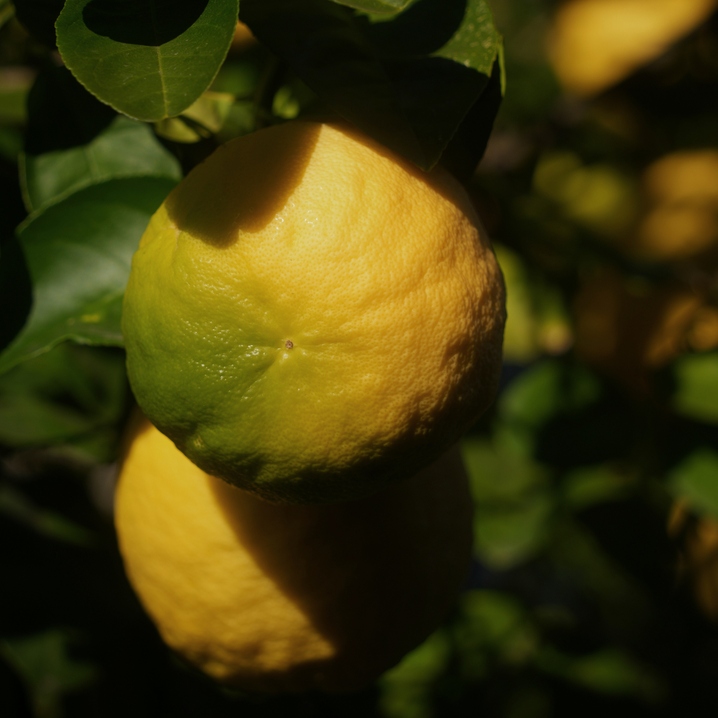 Lemon Grove | concrete candle