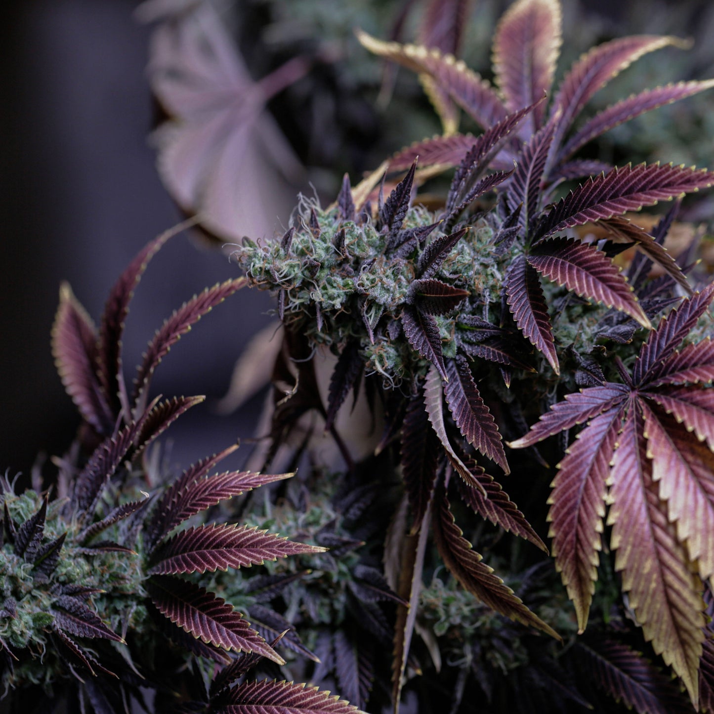 Devil's Lettuce | concrete candle