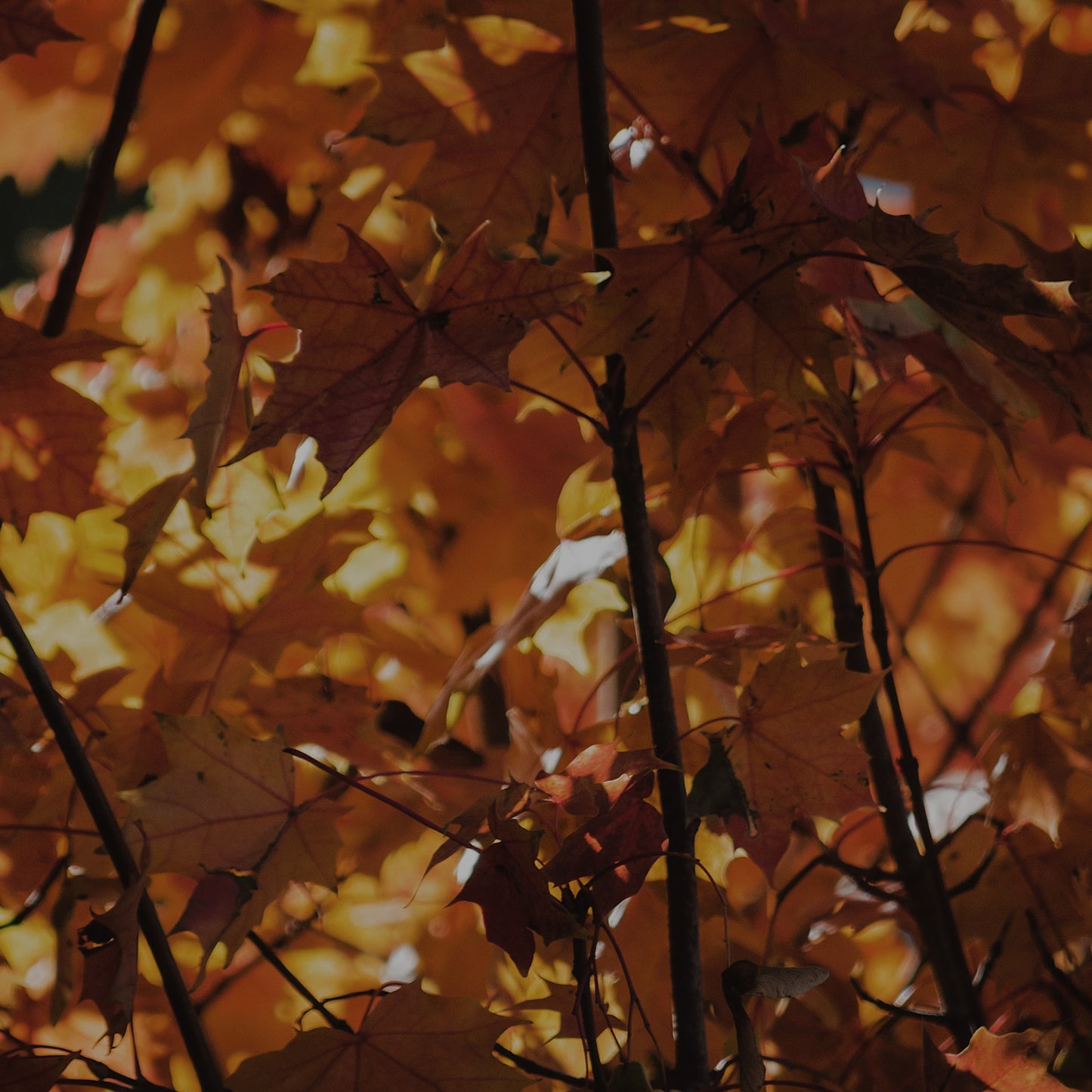 Autumn Air | concrete candle