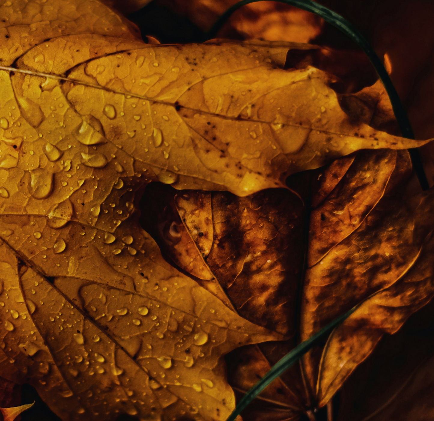Fallen Leaves | concrete candle