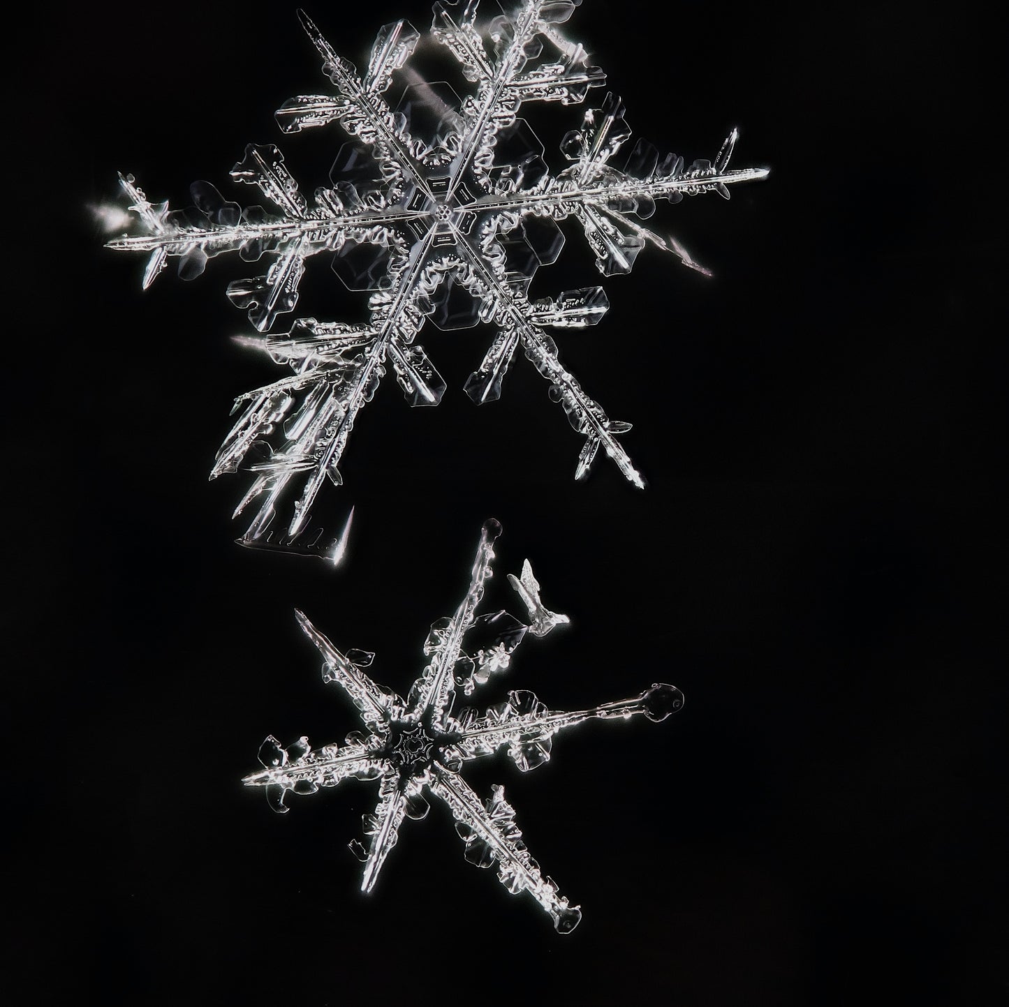 Falling Snow | wax melt