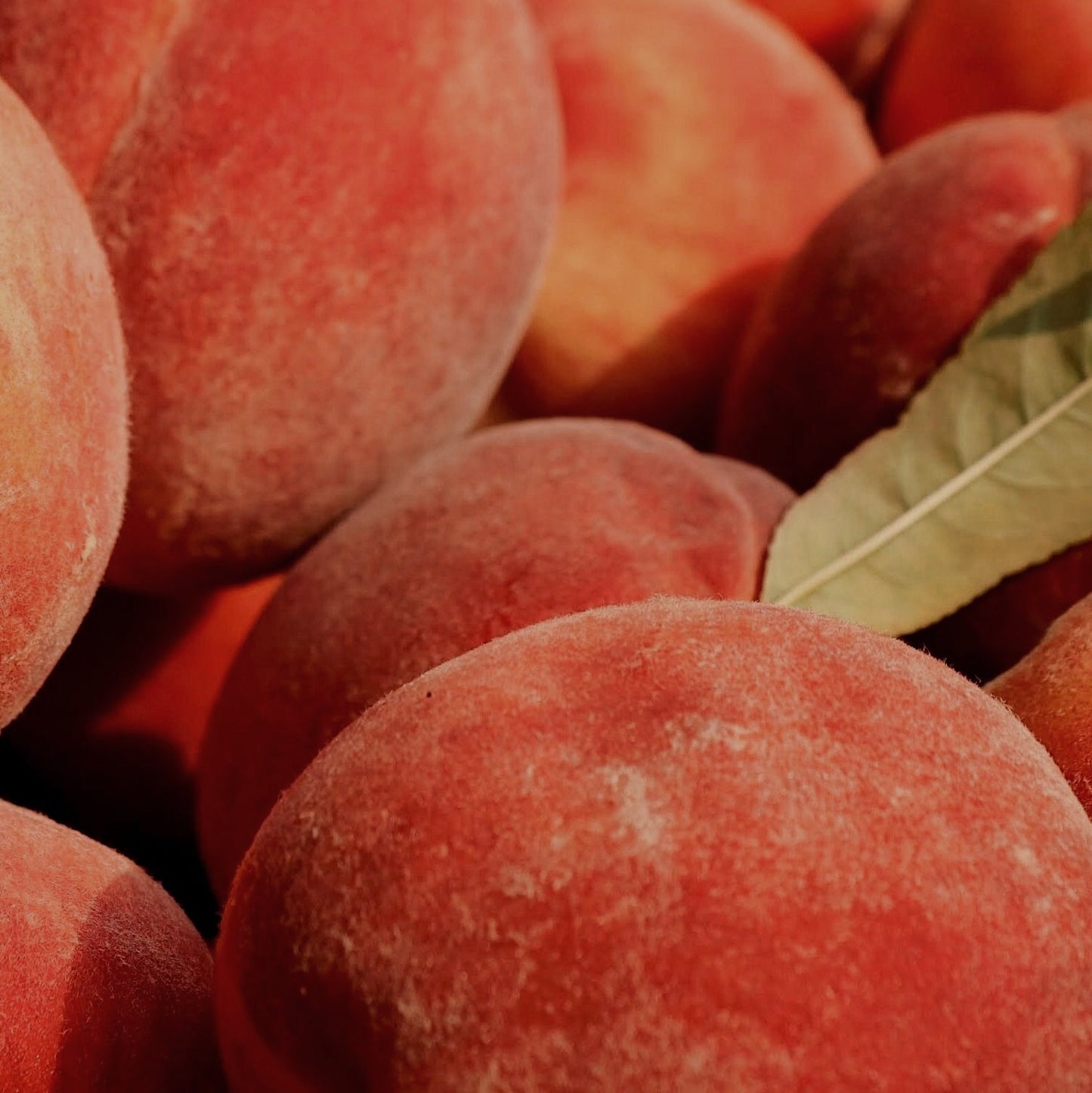 Amber Peach | wax melt