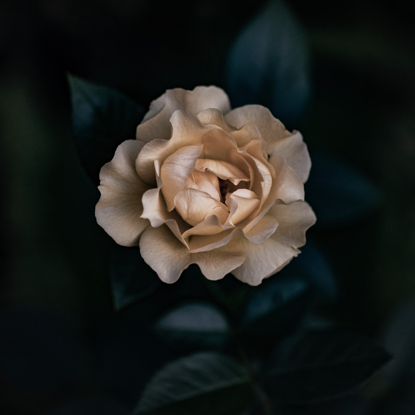 Gardenia | wax melt