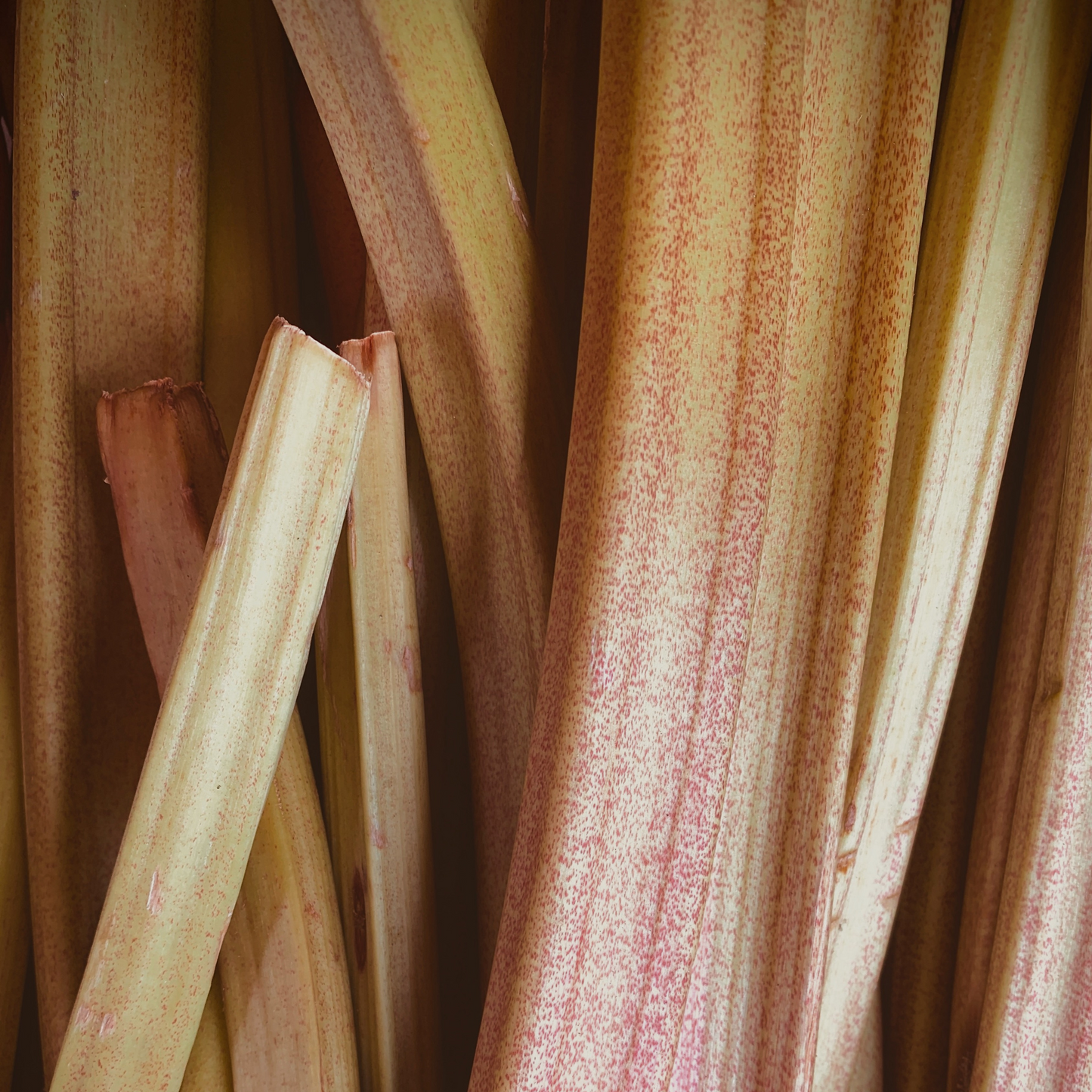 Rhubarb Patch | concrete candle