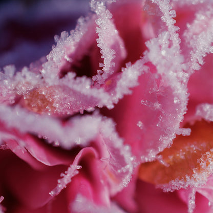 Frosted Rose | metallic glass candle