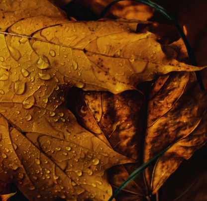 Fallen Leaves | concrete candle