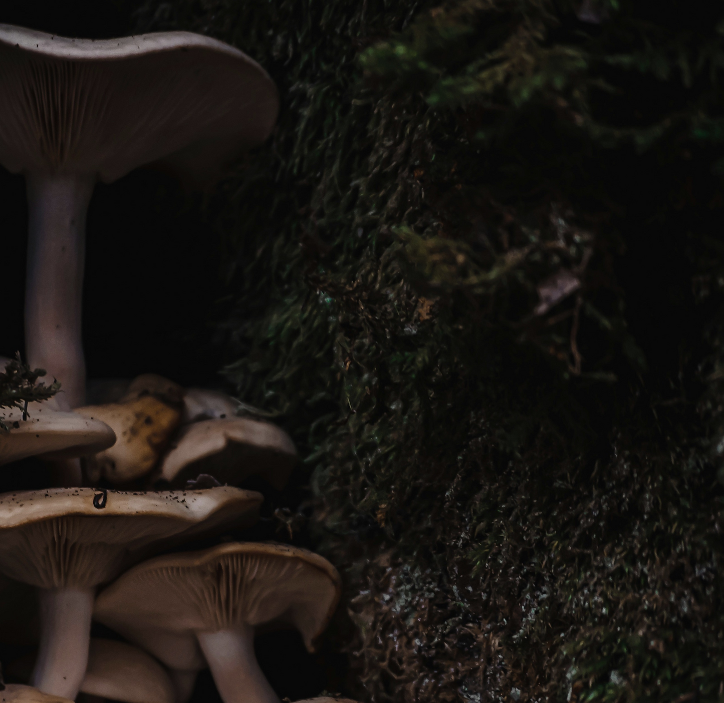 Forest Floor | special edition concrete candle